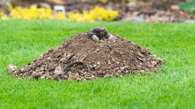 Think Twice Before Trying This Natural Solution To Get Rid Of Garden Moles