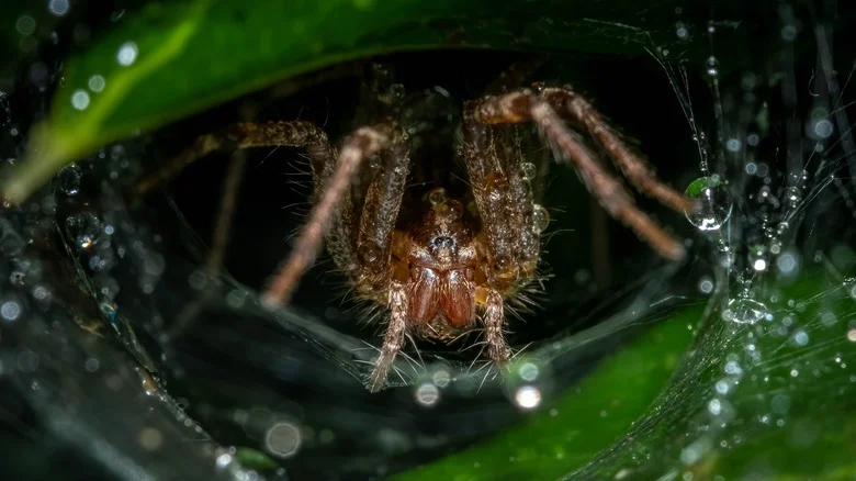 Think Twice Before Trying To Get Rid Of This Brown Recluse Spider Look-Alike