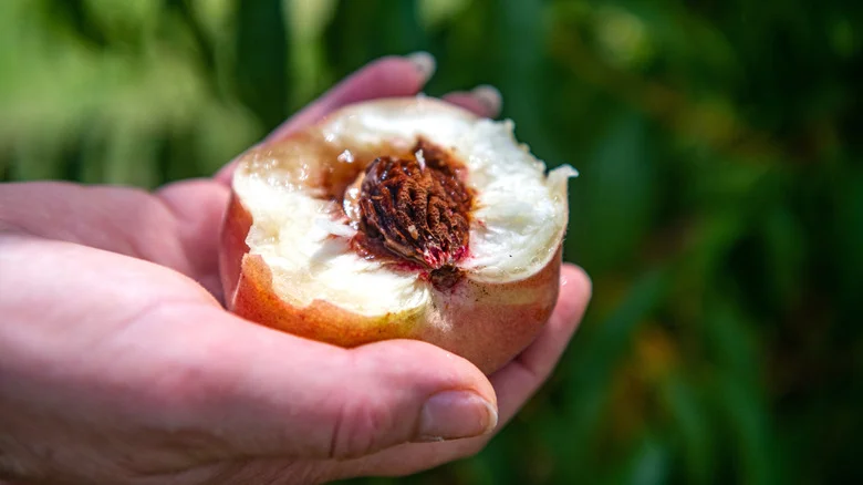 Think Twice Before Trying To Grow A Peach Tree From A Pit