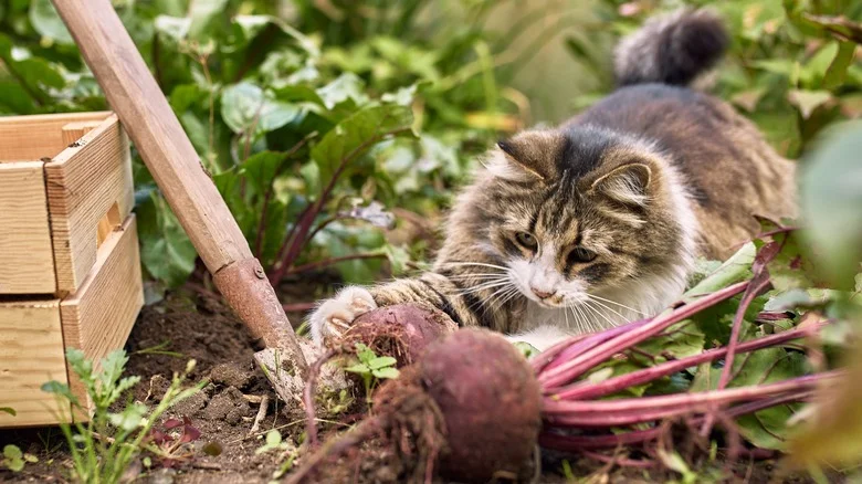 Think Twice Before Using Cinnamon To Keep Cats Out Of Your Garden