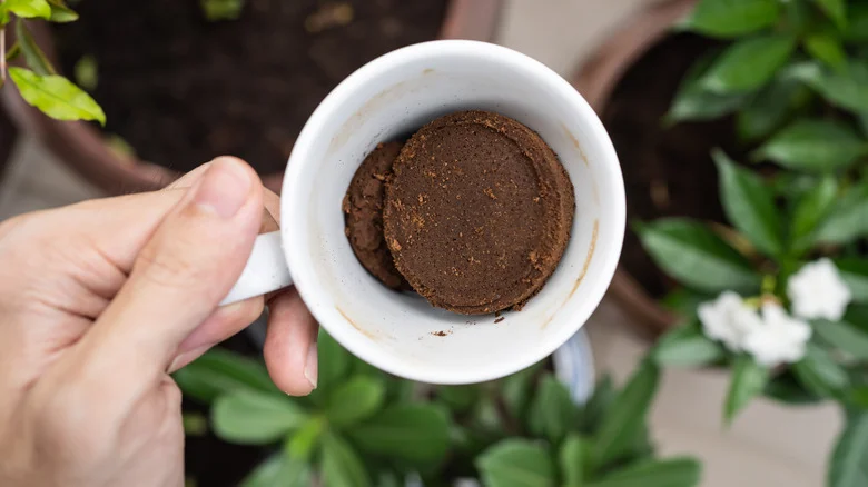 Think Twice Before Using Coffee Grounds In The Soil Around Your Potatoes
