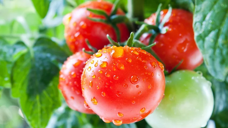 Think Twice Before Using This Garden Wonder On Your Tomato Plants