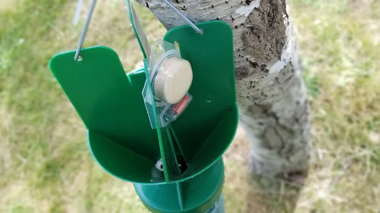Think Twice Before Using Traps To Get Rid Of Pesky Japanese Beetles