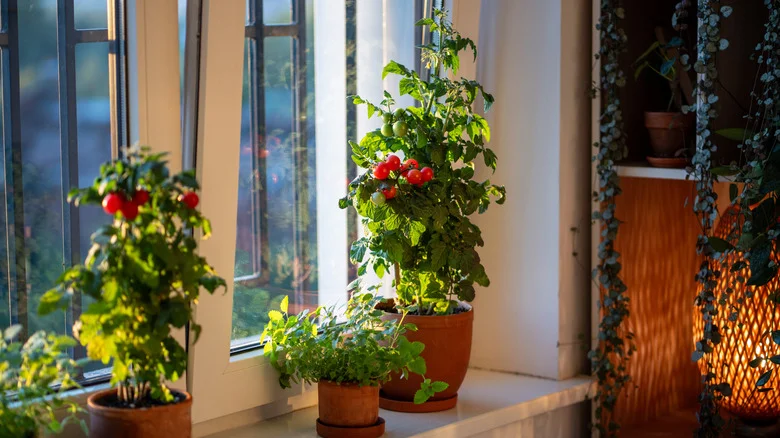 Thinking About Growing Tomatoes Indoors? Here’s Why You Should Think Again