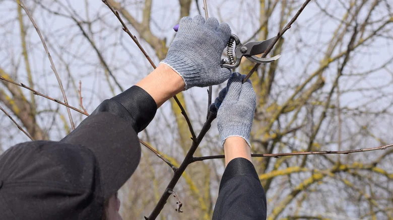Thinning: How This Method Will Rescue Your Plants (& Which Plants To Use It On)