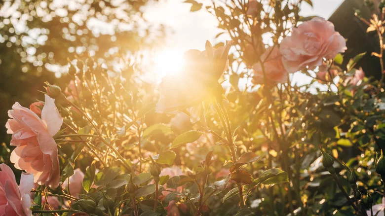 This Adorable Umbrella Hack Might Just Save Your Plants This Summer