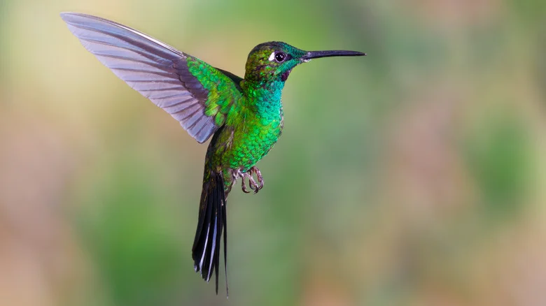 This Amazing Plant Will Bring Hummingbirds To Your Garden In Droves