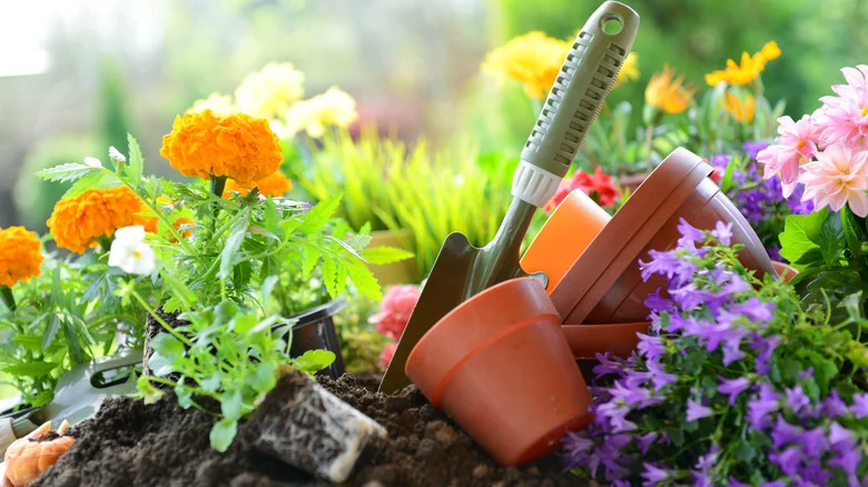 This Beautiful Early-Blooming Flower Is A Must For Your Spring Garden