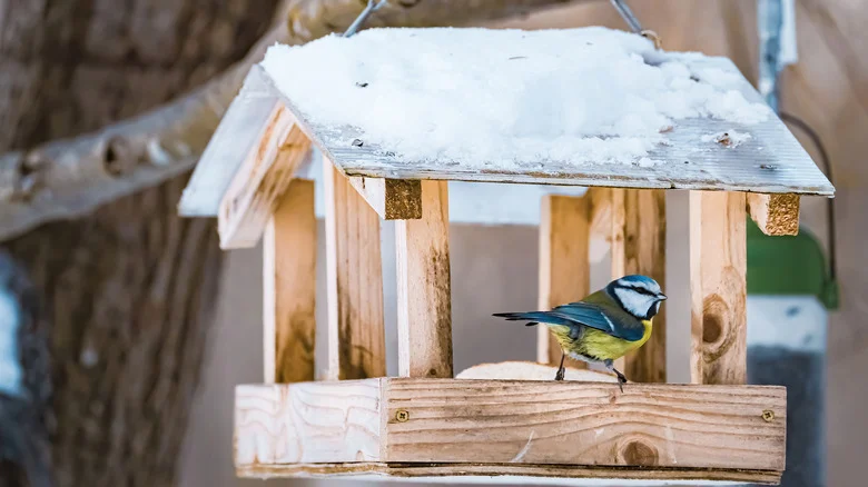 This Chandelier Hack Will Have Colorful Birds Flocking To Your Yard In No Time