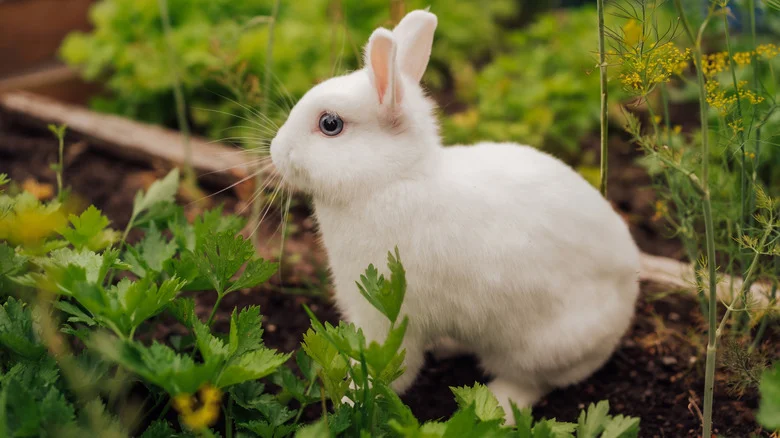 This Cheap And Easy Solution Keeps Rabbits From Wrecking Your Garden