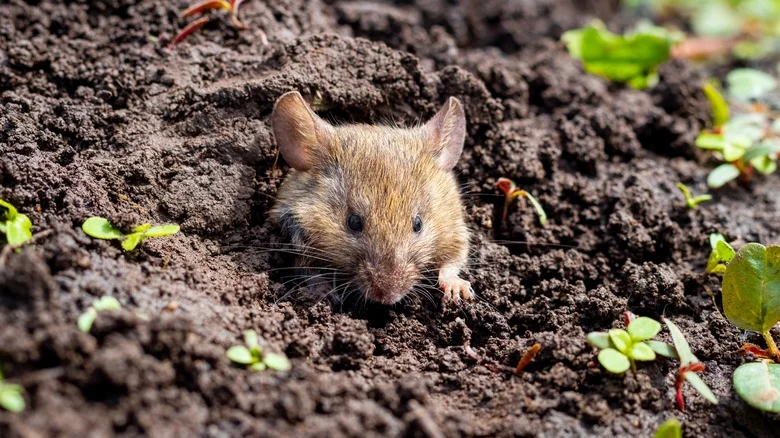 This Citrusy Fruit May Be The Secret To Keeping Mice Out Of The Garden