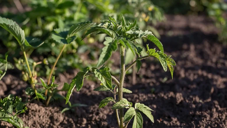 This Classic Soil Mistake Is Probably Why Your Tomato Plants Aren’t Growing Fruit