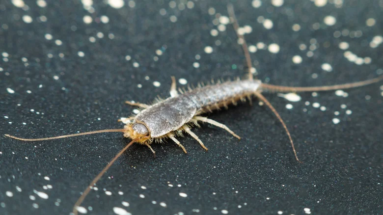 This Cleaning Product May Help Get Rid Of Silverfish In A Pinch
