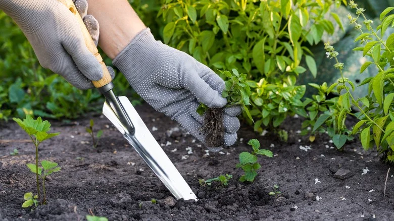 This Colorful Flower Is The Ultimate Ground Cover Plant For Suppressing Weeds