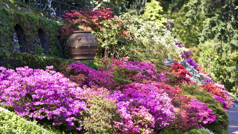 This Common Kitchen Ingredient Is The Secret To Thriving Azaleas