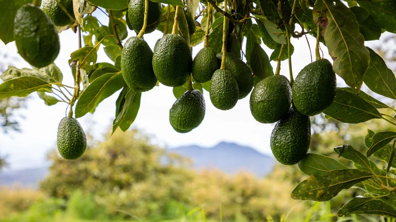 This Common Pest Is A Major Threat To Your Avocado Tree