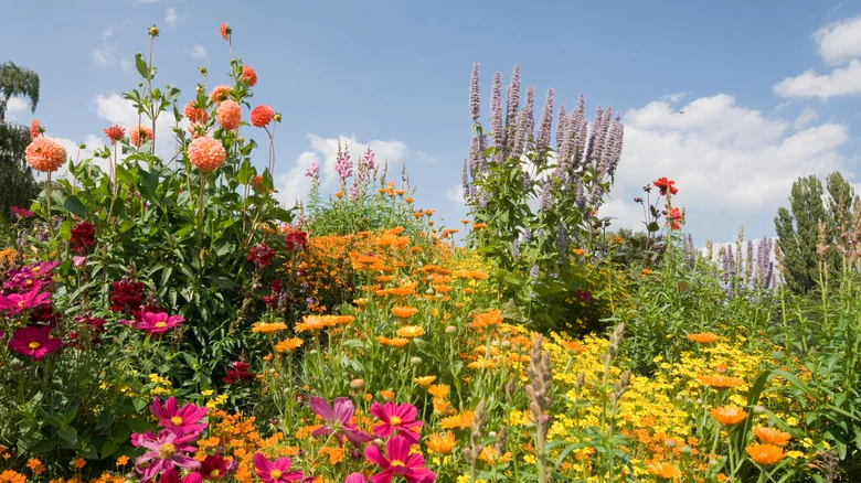 This Cottage Garden Perennial Favorite Is A Powerhouse In Late Summer Gardens