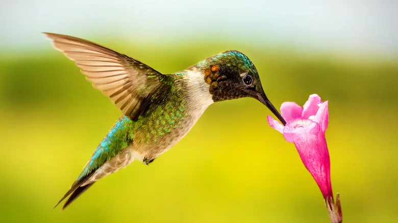 This Dense Privacy Shrub Is Full Of Tubular Flowers That Are Perfect For Hummingbirds