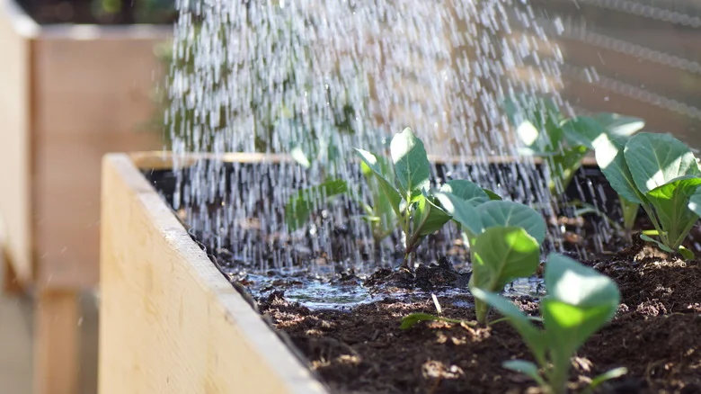 This DIY Raised Bed Watering System Will Keep Your Plants Refreshed & Hydrated