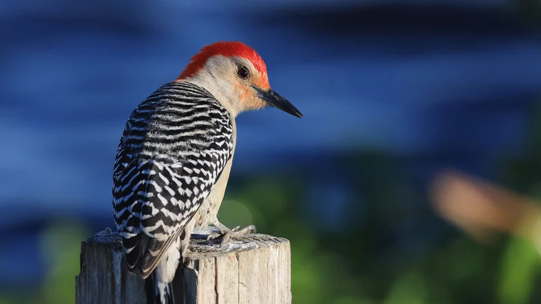 This Fast-Growing Fruit Tree May Be The Key To Attracting More Birds To Your Yard