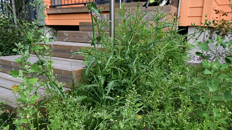 This Fast-Growing Herb Easily Runs Wild In Gardens. Here’s How To Stop It