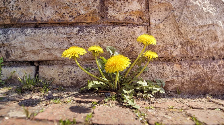 This Fiery Solution For Getting Rid Of Dandelions May Be Too Hot To Handle