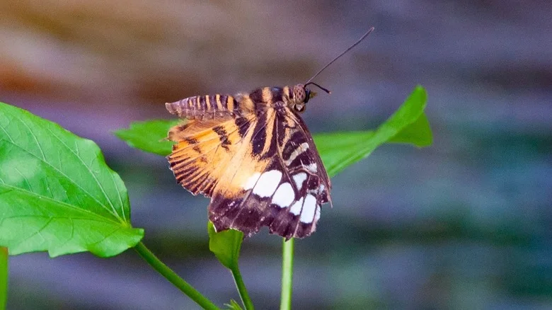 This Flower Is A Butterfly Magnet & Makes A Perfect Perennial Border