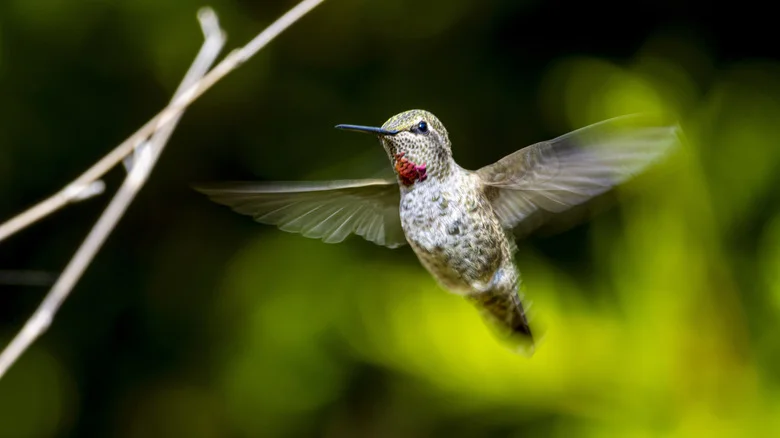 This Flower Pot Combo Will Attract Beautiful Hummingbirds