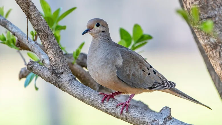 This Flower Will Add A Golden Glow To Your Yard While Attracting Mourning Doves