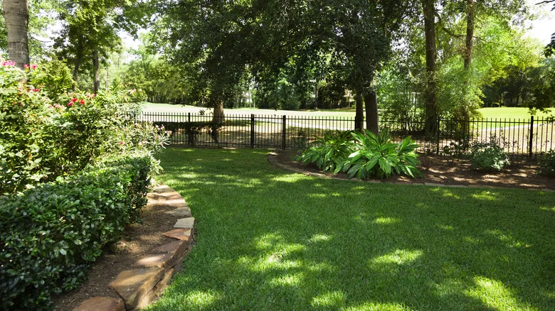 This Flowering Shrub Is A Perennial Beauty That Will Thrive In Partial Shade