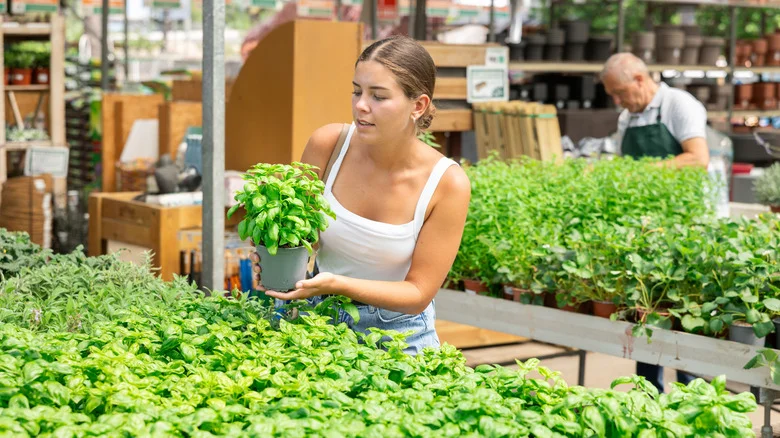 This Gardener Turned A Store-Bought Basil Plant Into A Towering Work Of Art