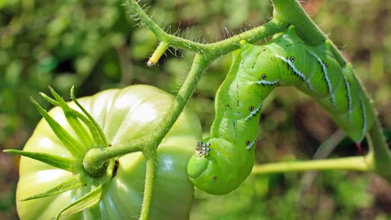 This Gorgeous Flowering Favorite Can Help You Get A Handle On Garden Pests