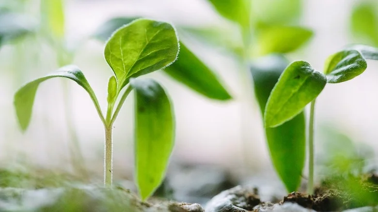 This Great Potting Hack Lets You Start New Plants Without Repotting