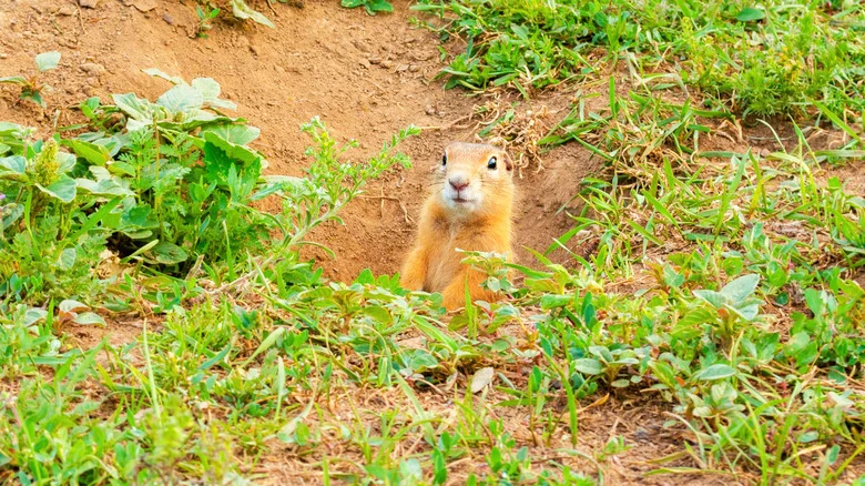 This Herb Already In Your Kitchen Banishes Gophers From Your Garden