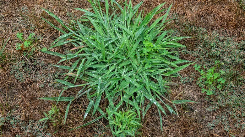 This Household Ingredient Can Kill Crabgrass, But Is It A Good Idea?