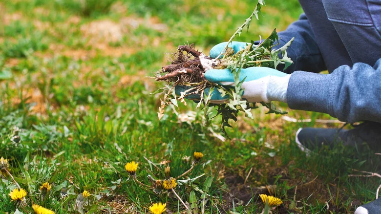 This Ingenious Planting Technique Will Make Weeds A Thing Of The Past