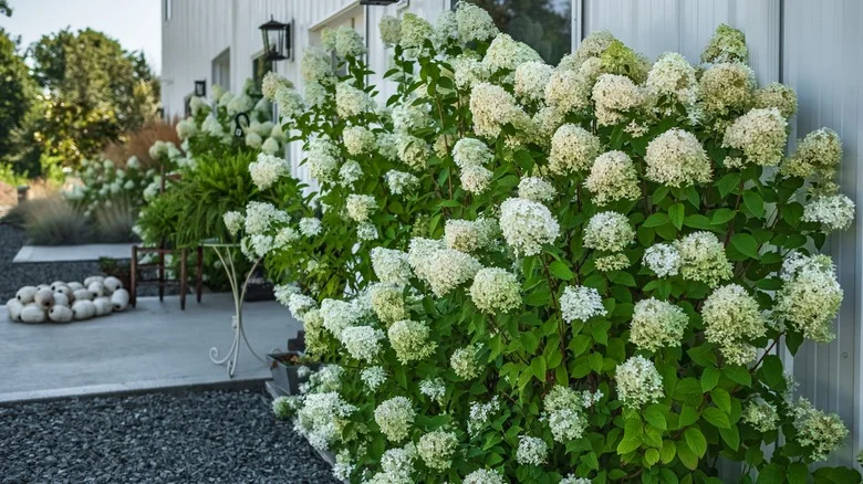 This Is The Perfect Hydrangea For Beginner Gardeners. Here’s Why