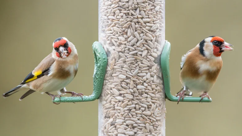 This Is What To Fill Your Bird Feeder With In Order To Attract Song Birds