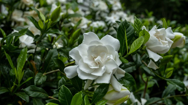 This Kitchen Essential Is The Key To Thriving Gardenias