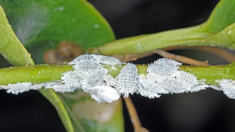 This Kitchen Scrap May Be The Secret To Getting Rid Of A Mealybug Infestation