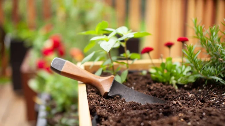 This Low-Growing Plant Might Help Control Weeds In Your Garden (& Other Benefits)