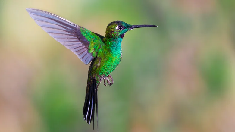 This Musical-Sounding Flower Adds Color And Attracts Hummingbirds To Your Yard