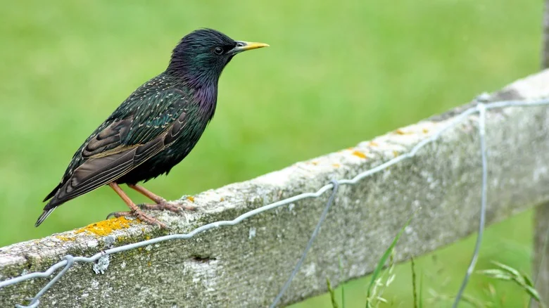 This Native Vine Might Be Stinky To You, But Birds & Other Pollinators Love Its Odor