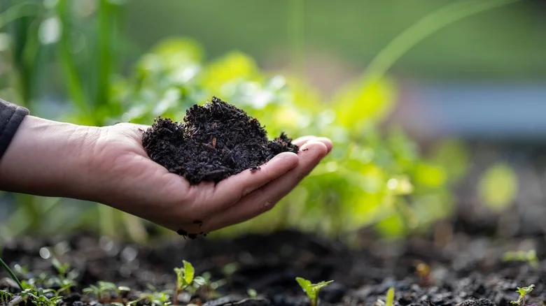 This Natural Solution Will Help Your Garden Thrive