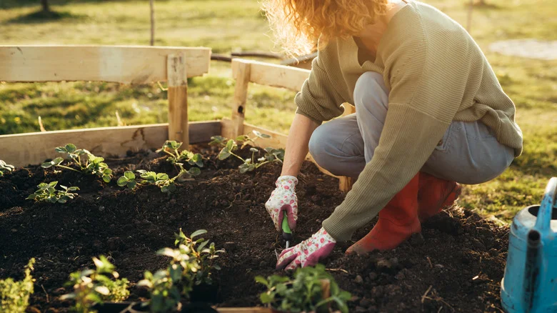 This Non-Native Maroon Perennial Is Great For Beginner Gardeners