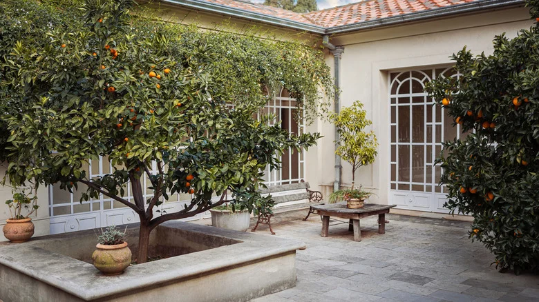 This Old-Fashioned Method Of Deterring Fruit Tree Pests Is Still Worth Trying, Here’s Why