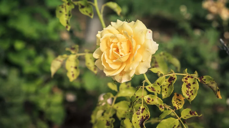 This Pantry Staple May Help Protect Your Roses From Black Spot Disease