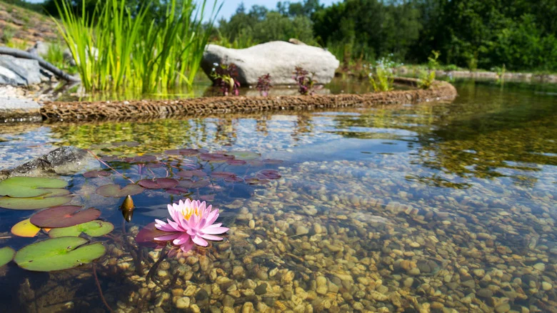 This Person Made A Sandy Beach For Their Organic Pool: ‘Extraordinary’