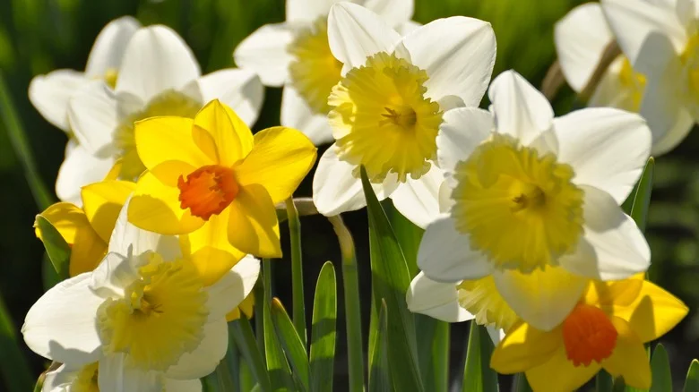 This Planting Mistake Might Be Keeping Your Daffodils From Thriving
