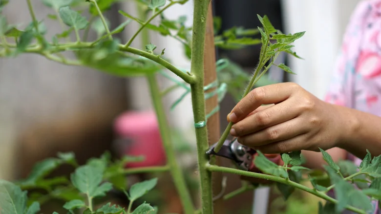 This Pool Noodle Hack Could Produce Endless Tomato Plants In Your Garden